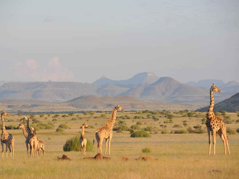 There are four species of giraffe, not one: Scientists