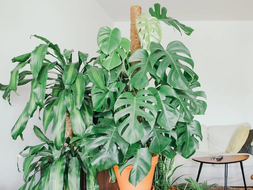 Green living: 10 indoor plants that will flourish despite small spaces and low light Green living: 10 indoor plants that will flourish despite small spaces and low light