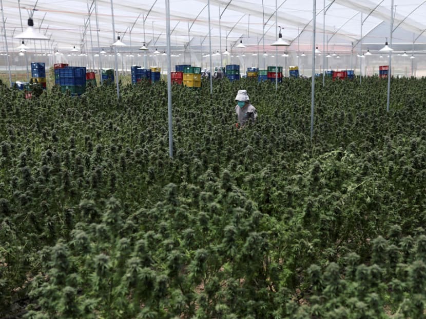 A cannabis farm in Colombia where the cultivation and commercialisation of cannabis products is strictly regulated. A cannabis farm in Colombia where the cultivation and commercialisation of cannabis products is strictly regulated.