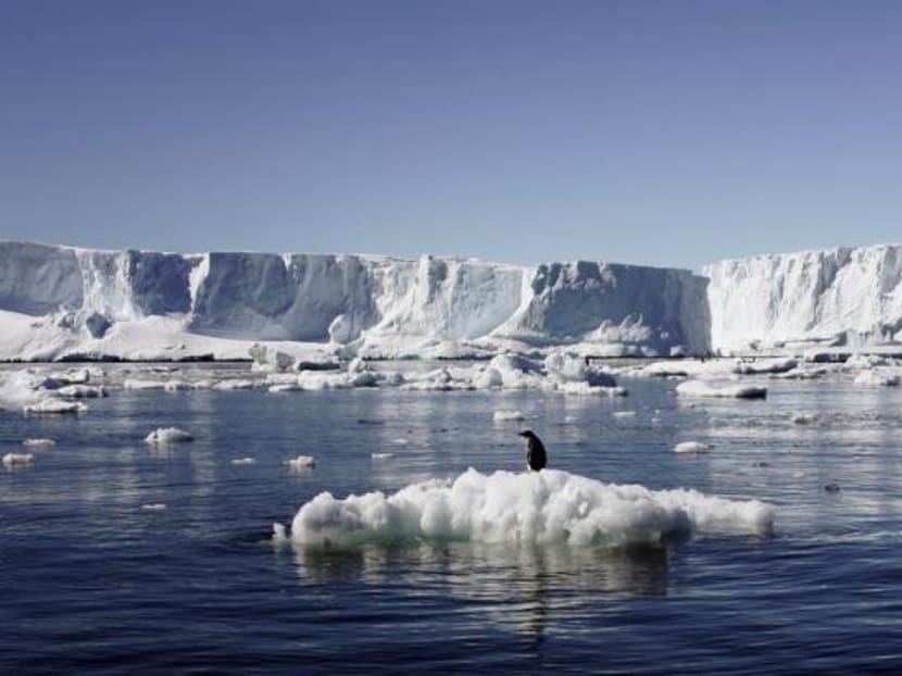 An Adelie penguin stands atop a block of melting ice near the French station at Dumont d’Urville in East Antarctica, on Jan 23, 2010. Photo: Reuters