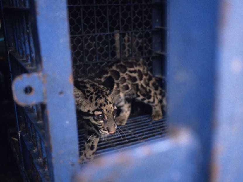 Report on 'jaw dropping' levels of wildlife trafficking in SE Asia urges S’pore to enact harsher penalties Report on 'jaw dropping' levels of wildlife trafficking in SE Asia urges S’pore to enact harsher penalties