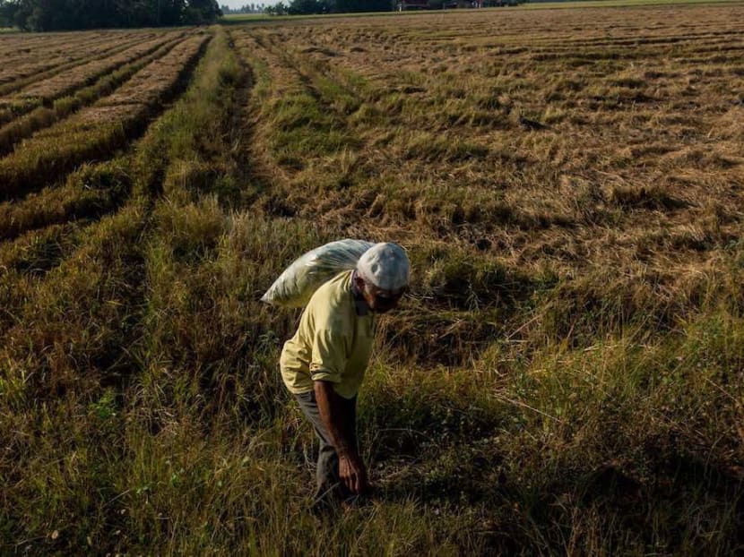 A farmer working on his paddy field. Some 300,000 farmers in Kedah are in debt amid shrinking incomes because of increased operating costs. Photo: The Malaysian Insight