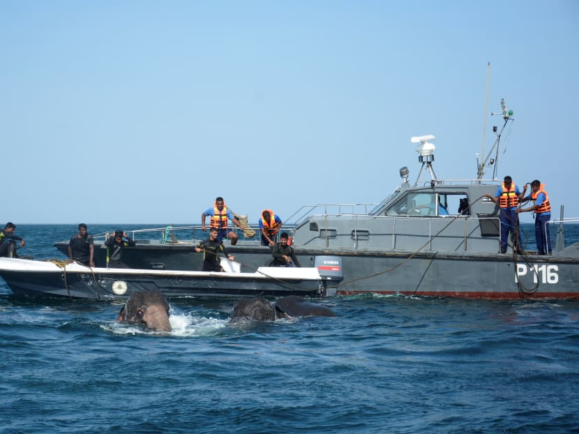 Sri Lankan naval personnel help guide elephants that were spotted struggling to stay afloat in deep water back to shore a kilometre off the island's northeast coast. Two young elephants washed out to sea were saved from drowning July 23 by the Sri Lankan navy in the second such incident off the island in as many weeks. Photo: AFP
