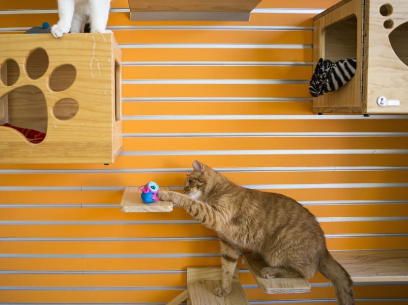 A healthier way to feed your cat: Hide its meals - TODAY