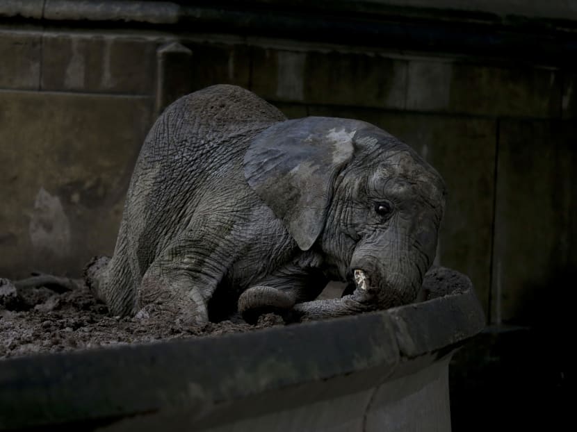 Animals still stuck in cages a year after zoo closure