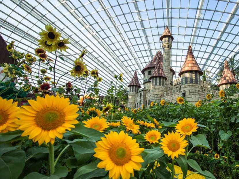 More than 10,000 sunflowers on display at Gardens by the Bay until Oct 21