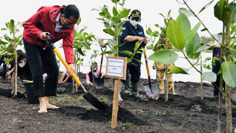  Indonesia has announced an ambitious mangrove rehabilitation plan, but it could be an uphill climb