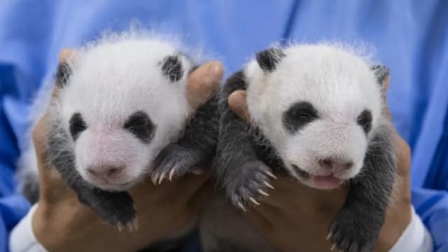 呆萌！韩国双胞胎熊猫幼崽满月了！