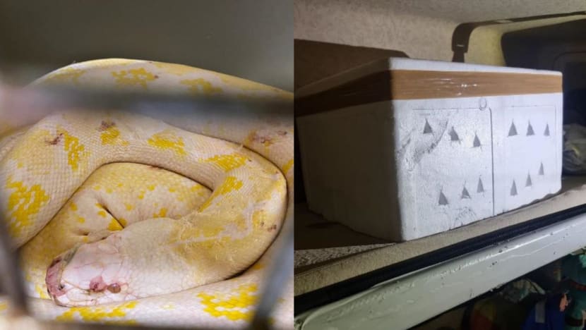 Live pythons seized after ICA officers foil smuggling attempt at Tuas Checkpoint