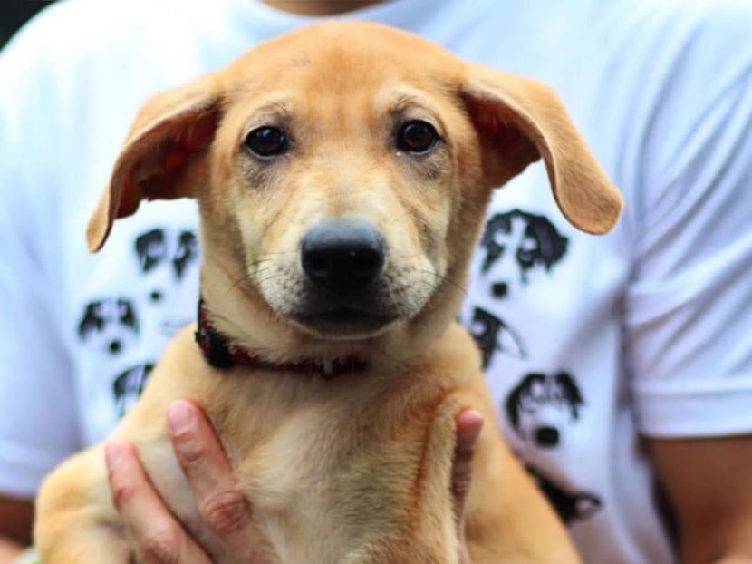 An investigation into the euthanising of Loki the dog (pictured) found that from 2018 to 2019, it had panic attacks with no known trigger and it was involved in 12 separate biting incidents. An investigation into the euthanising of Loki the dog (pictured) found that from 2018 to 2019, it had panic attacks with no known trigger and it was involved in 12 separate biting incidents.