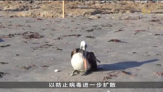 智利爆发禽流感 海岸出现几百只飞禽尸体
