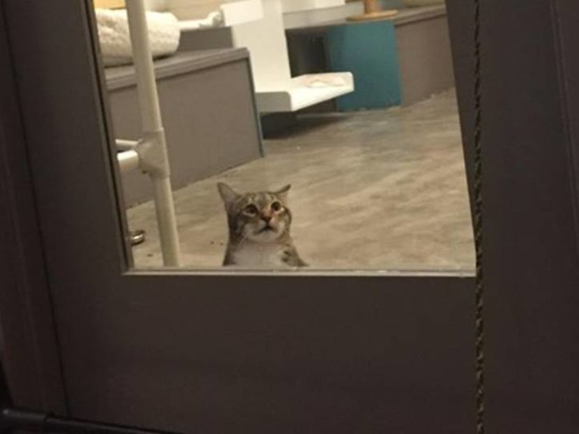 Meet Quilty, the kitty who's now an Internet star for freeing other shelter cats Meet Quilty, the kitty who's now an Internet star for freeing other shelter cats