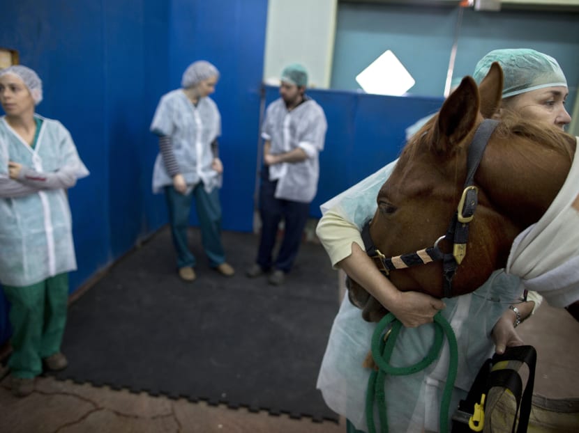 Horses make wild patients at Israeli hospital TODAY