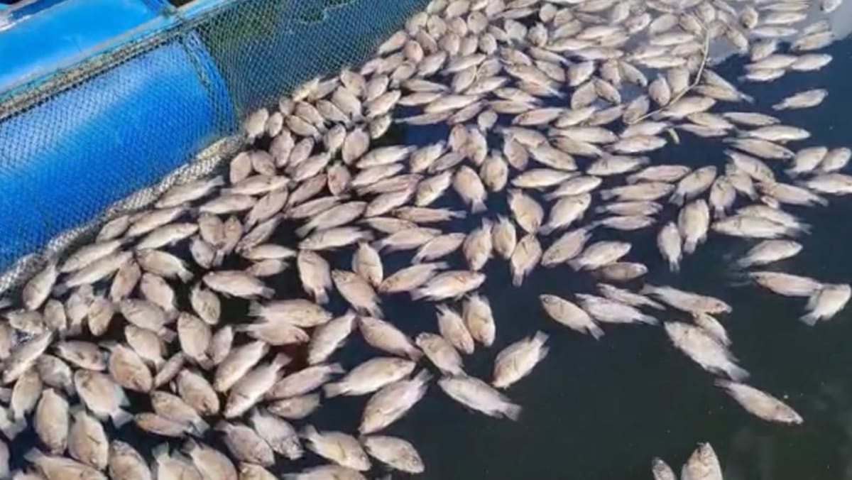 Kematian massal ikan di Danau Maninjau Sumatera Barat menunjukkan cuaca ekstrem dan penangkapan ikan berlebihan