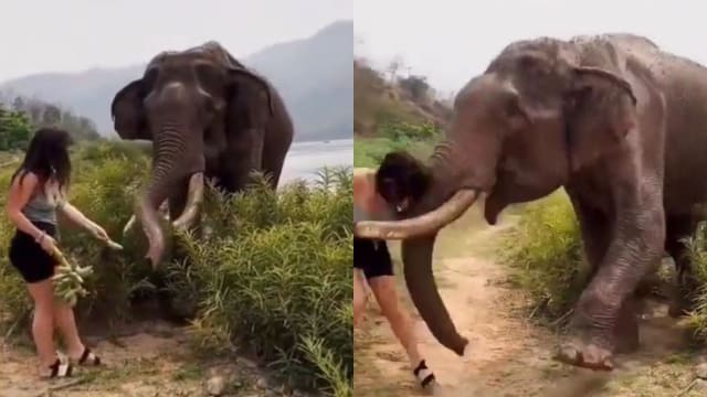 女子手持香蕉戏耍大象“要喂不喂” 下一秒被撞飞