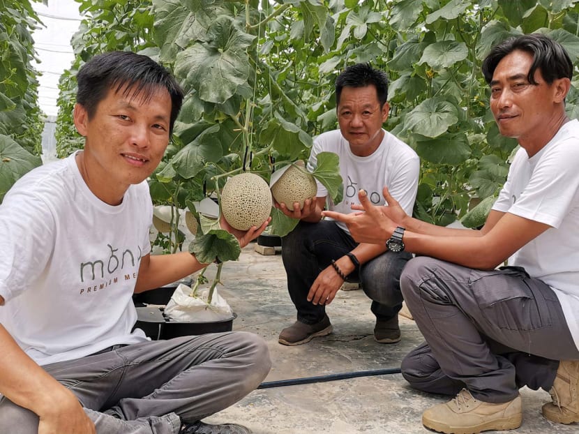 Meet the Malaysian ‘agropreneurs’ growing S$200 Japanese muskmelons