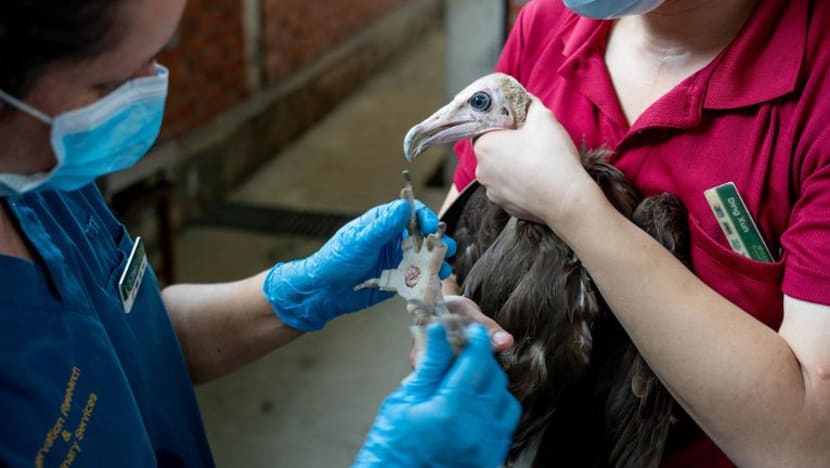 Kasut cetakan 3D rawat burung lanjut usia hidapi sakit kaki