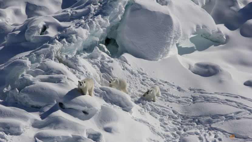 Isolated Greenland polar bear population adapts to climate change Isolated Greenland polar bear population adapts to climate change