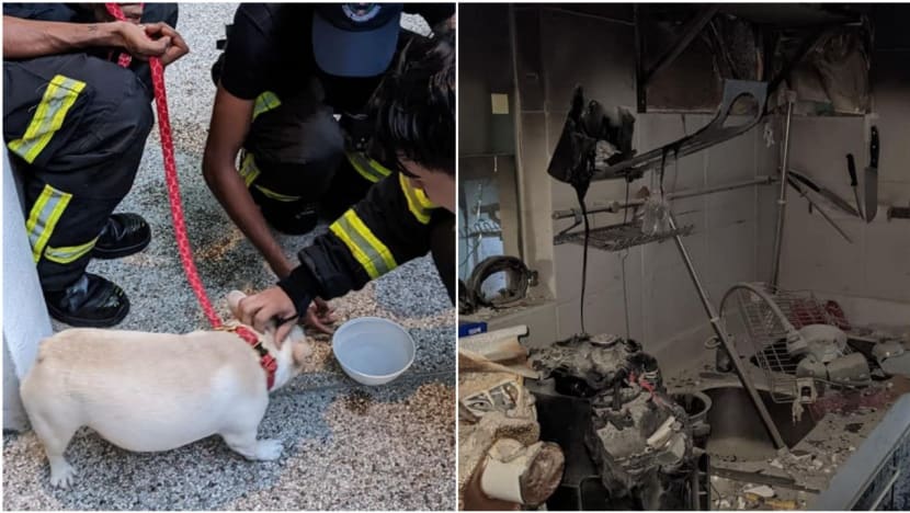 SCDF rescues dog from Compassvale Bow unit following kitchen fire
