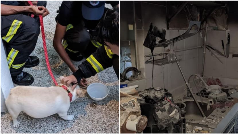 SCDF rescues dog from Compassvale Bow unit following kitchen fire SCDF rescues dog from Compassvale Bow unit following kitchen fire