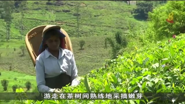 斯里兰卡采茶产业链 受疫情和禁用化肥双重打击