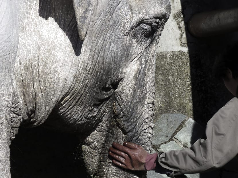 Gallery: Elderly elephant named in petition drive dies in Tokyo zoo