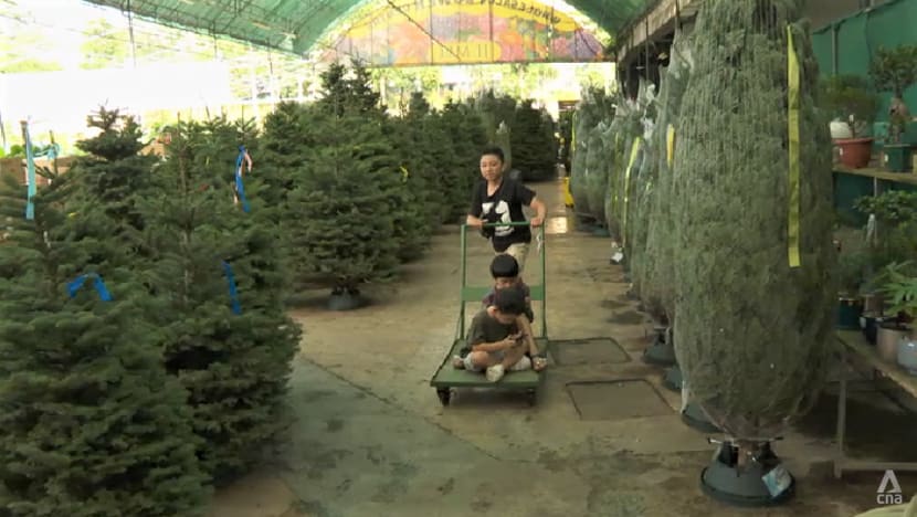 Supply woes threaten Christmas trees and log cakes, but Singapore retailers say they have contingency plans Supply woes threaten Christmas trees and log cakes, but Singapore retailers say they have contingency plans