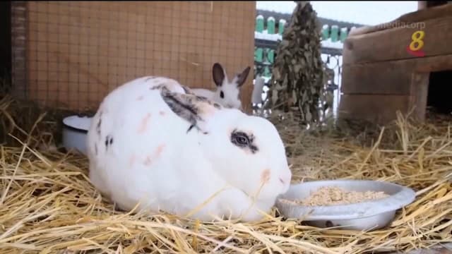 理解问答：宠物兔需求量下滑七成