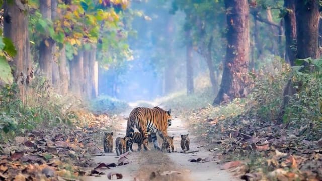 神奇！濒临绝种虎妈被拍到带五只小老虎散步
