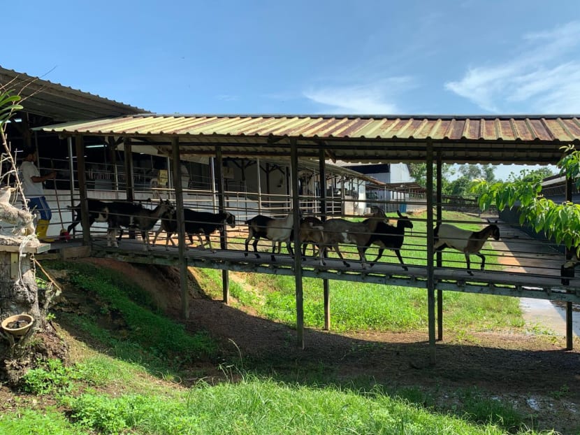 Hay Dairies' existing goat farming operation at Lim Chu Kang Lane 4.