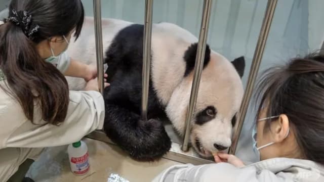 台湾大熊猫团团麻醉后离世 病逝原因曝光