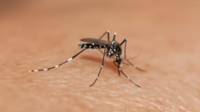 骨痛热症病例持续增加 住家蚊子滋生处上个月年比增一倍