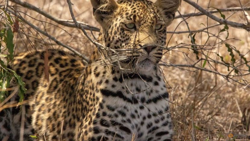 Sale of animal-linked NFTs raises conservation funds for South African reserve Sale of animal-linked NFTs raises conservation funds for South African reserve