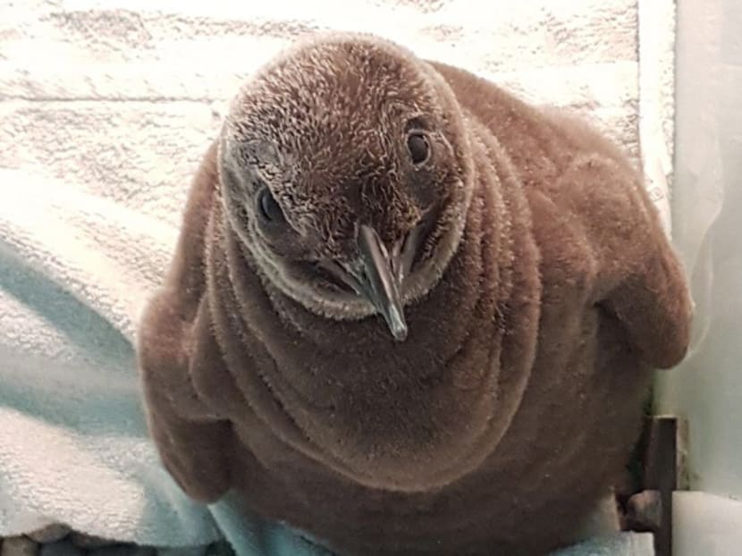 Maru at one month, developing a curious personality and the beginnings of a thick brown. King Penguin chicks moult this brown down after around nine months, and emerge in their adult plumage. Photo: Wildlife Reserves Singapore