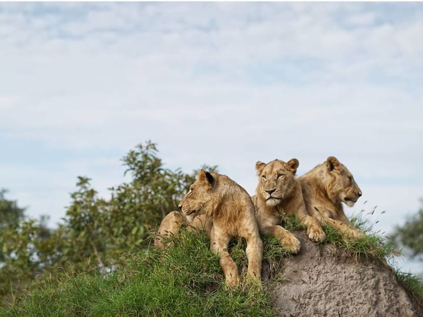 From the Kalahari to the Serengeti: Where to see the real Lion King in Africa From the Kalahari to the Serengeti: Where to see the real Lion King in Africa