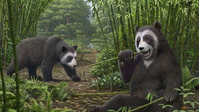 For pandas, it's been two 'thumbs' up for millions of years For pandas, it's been two 'thumbs' up for millions of years