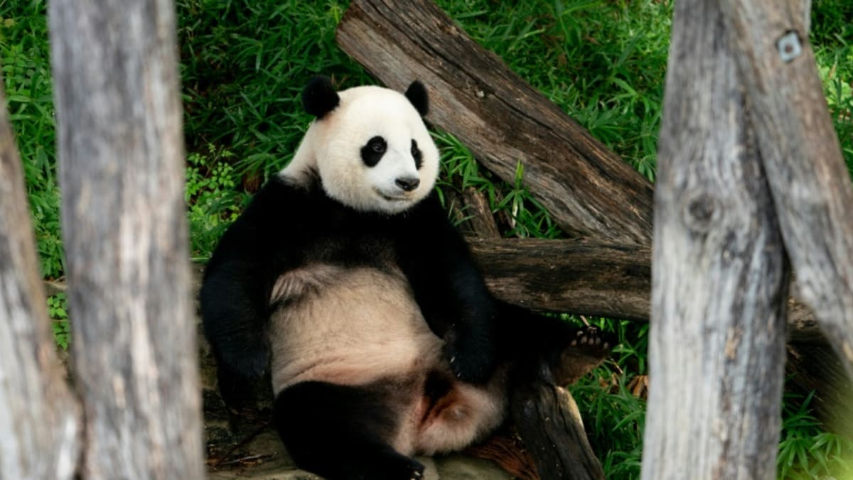 Washington says goodbye to pandas amid bitter US-China backdrop Washington says goodbye to pandas amid bitter US-China backdrop
