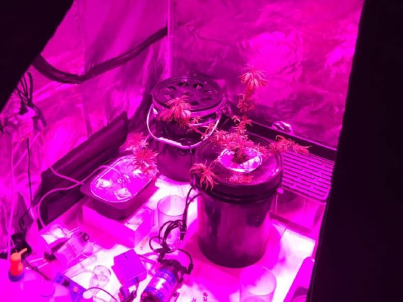 Cannibis plants were found in a man's residence in Punggol Place. Photo: Central Narcotics Bureau.