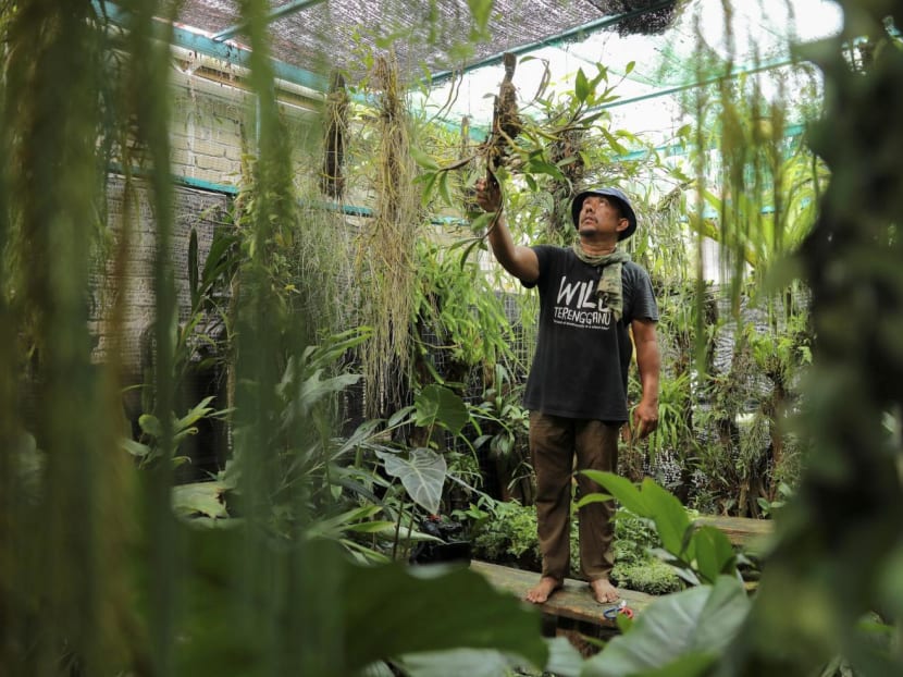 Mr Suzairi Zakaria — also known as Dome — checks one of his plants he rescued from a logging area, at his conservatory, WildDome Research and Conservation Centre in Besut, Terengganu, Malaysia on May 29, 2022. Mr Suzairi Zakaria — also known as Dome — checks one of his plants he rescued from a logging area, at his conservatory, WildDome Research and Conservation Centre in Besut, Terengganu, Malaysia on May 29, 2022.