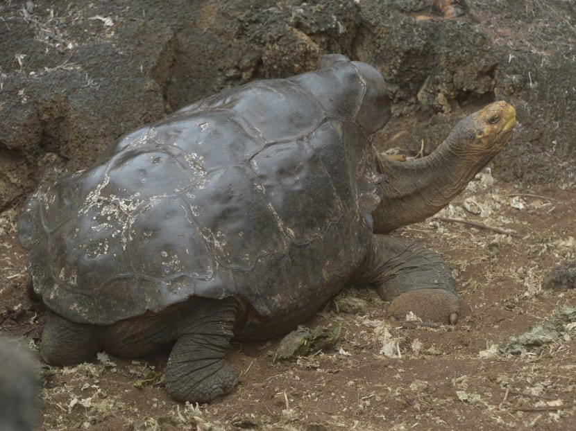 Diego, a tortoise of the endangered Chelonoidis hoodensis subspecies from Española Island, is seen in a breeding centre at the Galapagos National Park on Santa Cruz Island in the Galapagos archipelago, located some 1,000 km off Ecuador's coast, on Sept 10, 2016. Photo: AFP