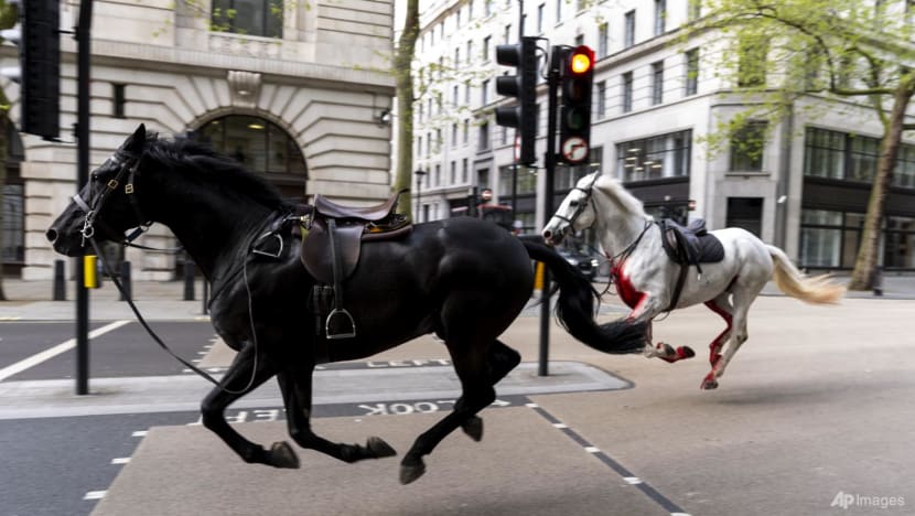 UK%20horses%20on%20the%20loose%201