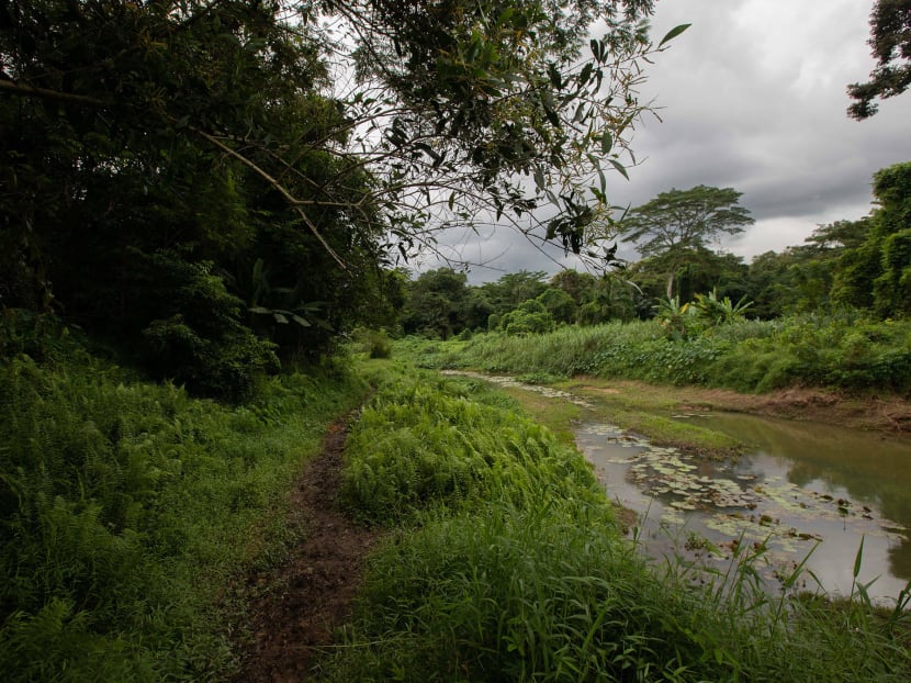 There are no dedicated paths within Clementi Forest, leading some hikers to forge their own.