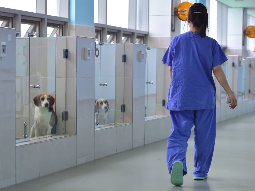 Fido forever? S Korea’s dog cloning clinic