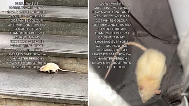 “迷路”宠物小白鼠闯马西岭地铁站 热心网民寻失主