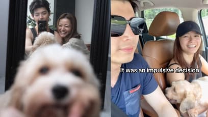 Shawn Thia Let Fiancée Xenia Tan Leash Him And Walk Him In Public To Assure Their Rescue Dog That The Leash Is Not Scary