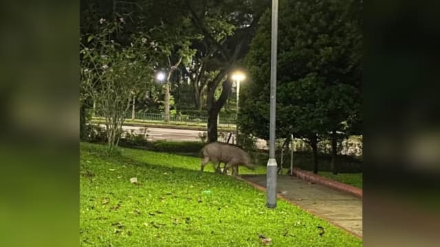 武吉班让又发生野猪攻击案 公园局一个月内捕获八只野猪