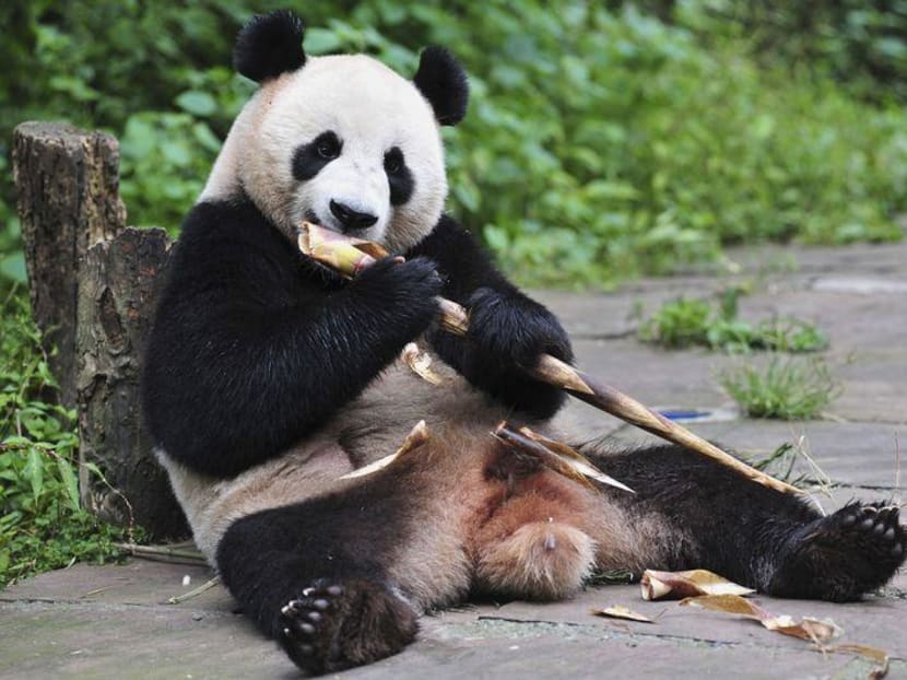 The Calgary Zoo is currently closed due to the Covid-19 pandemic and said it would not be able to allow the public to bid farewell to the pandas.