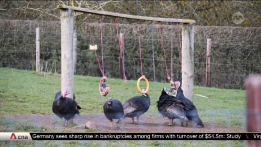 Turkey farmers in England upbeat about meeting Christmas orders after 2022 bird flu | Video