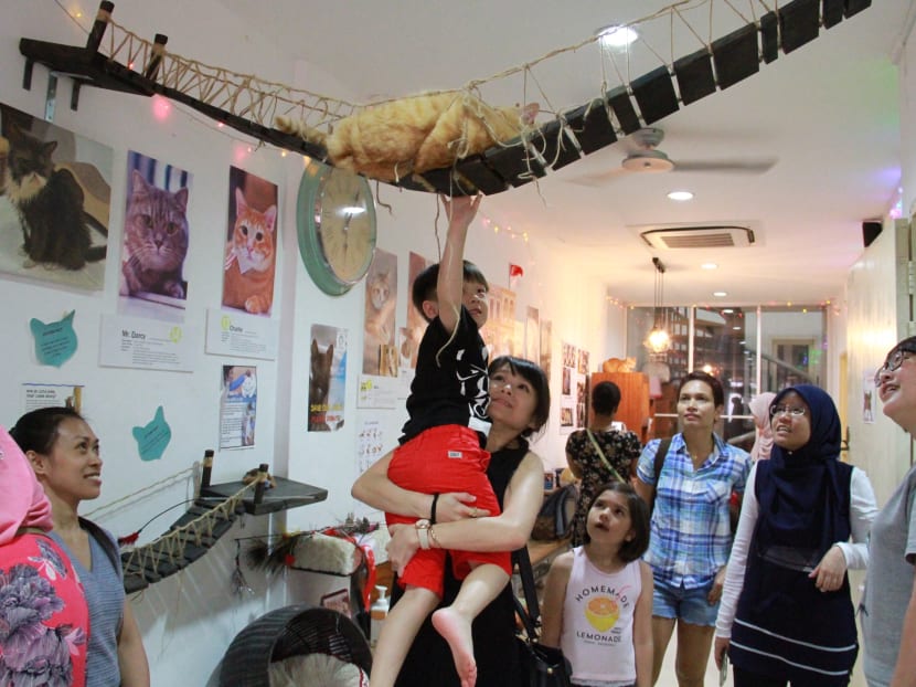Visitors playing with cats at The Cat Museum located at Purvis Street, on Sept 7, 2017. Photo: Esther Leong/TODAY