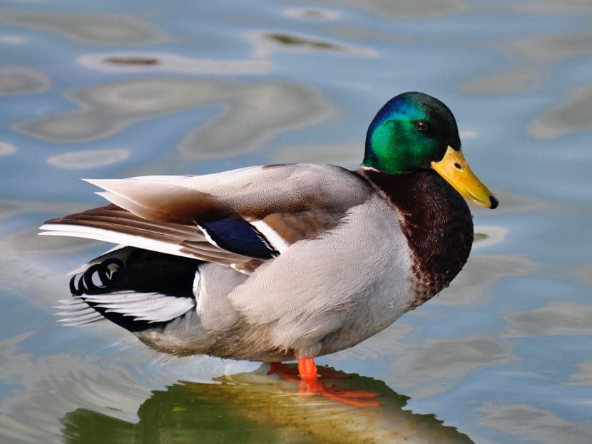 The duck could also imitate the sound of a light door slamming.